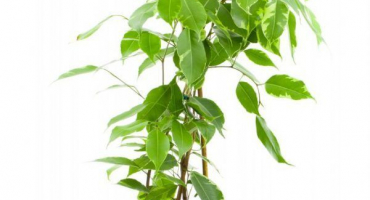 Jak transplantovat ficus benjamin - návod